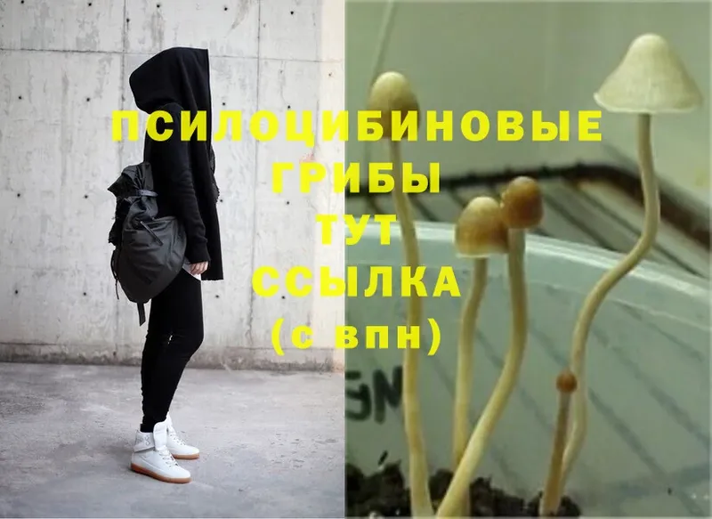 купить   Неман  Псилоцибиновые грибы Magic Shrooms 